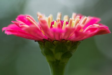 Herbera