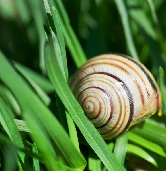 Snail — Stock Photo, Image