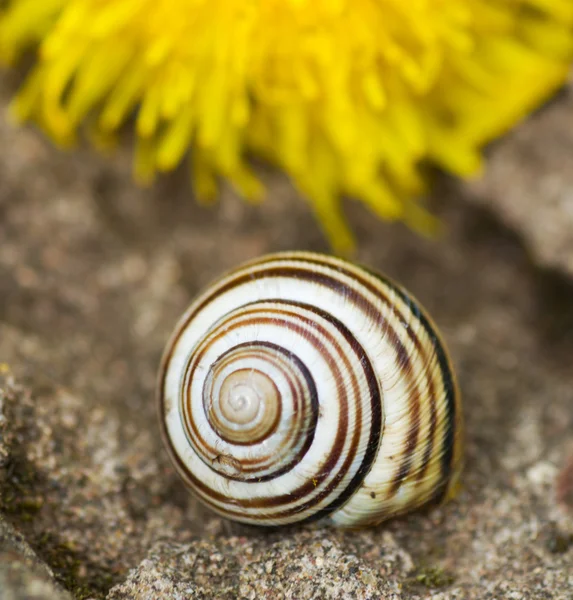 Snail — Stock Photo, Image