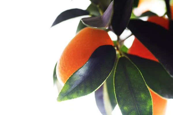 Orange träd — Stockfoto