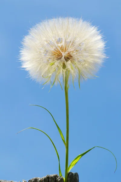 Maskros — Stockfoto