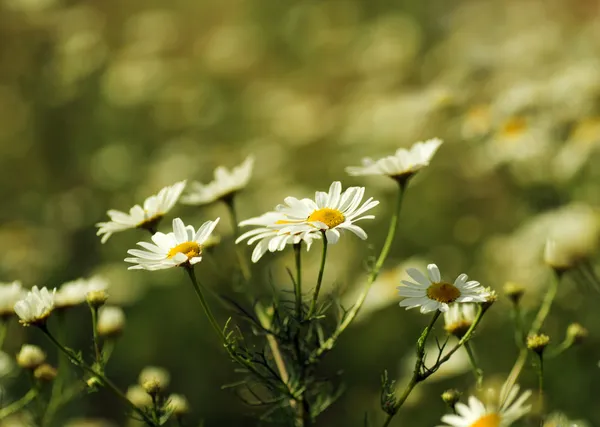 カモミールの花 — ストック写真