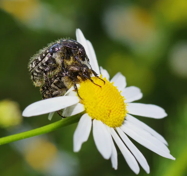 Fluffiga bugg — Stockfoto