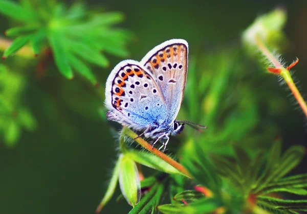 Blauer Schmetterling — Stockfoto