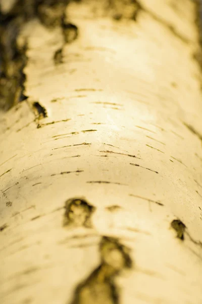 黄金の車白桦树皮 — 图库照片