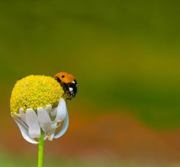 Lady bird — Stock Photo, Image