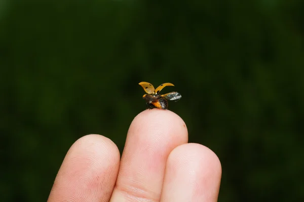 Coccinella — Foto Stock