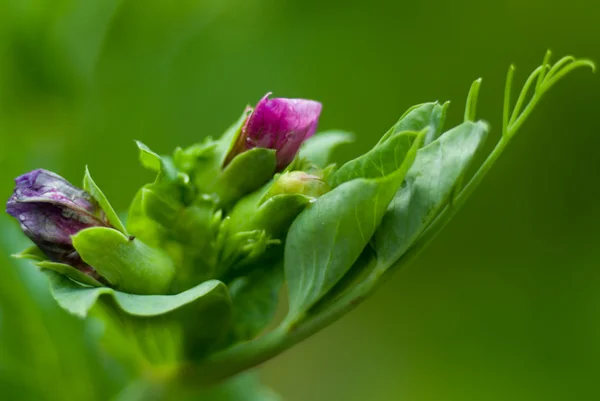 Fleur de pois — Photo