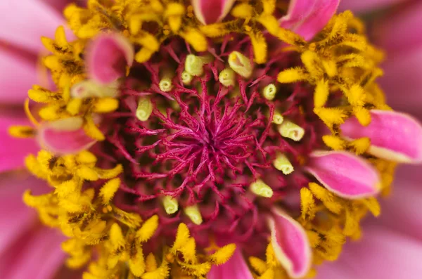 Herbera — Foto de Stock