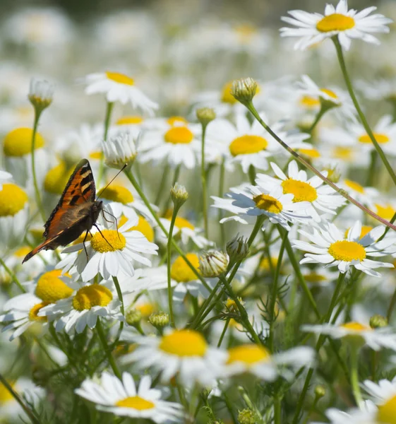 Butterfly on flower — Stock Photo, Image