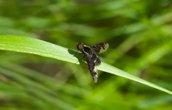 Fly on leaf — Stock Photo, Image