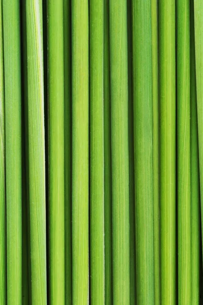 Groen gras — Stockfoto