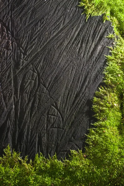 Textura de madeira — Fotografia de Stock