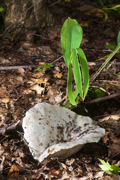 White milk mushroom — Stock Photo, Image