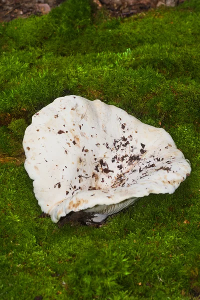 White milk mushroom — Stock Photo, Image