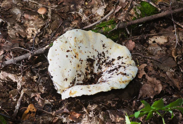 Witte melk paddestoel — Stockfoto