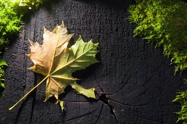 Herbst — Stockfoto