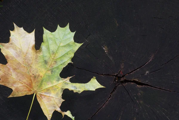 Otoño —  Fotos de Stock