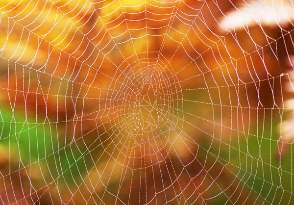 Örümcek net — Stok fotoğraf