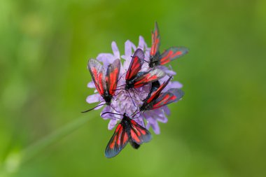 Zygaena