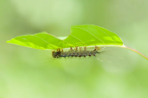 Ulat bulu — Stok Foto