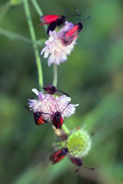 Zygaena — Stock Photo, Image