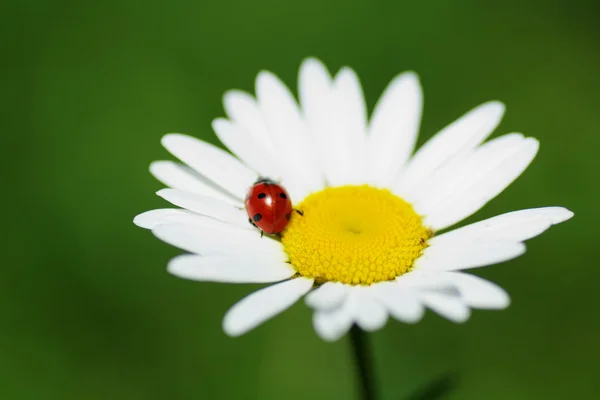 Uğur böceği üzerinde papatya — Stok fotoğraf