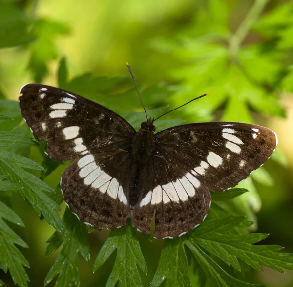 Brauner Schmetterling — Stockfoto