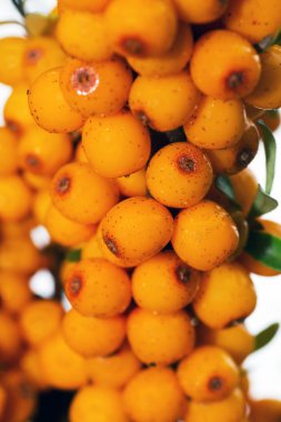 Deniz dikenli üzümleri