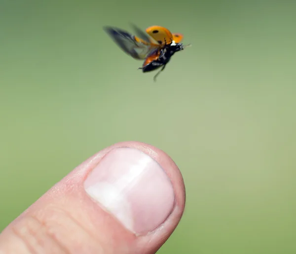 Coccinella — Foto Stock