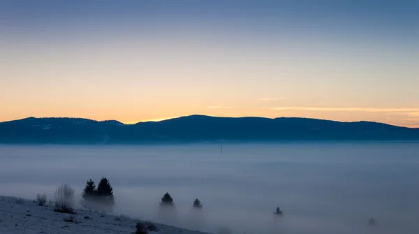 霧の夕暮れで消えるツリー — ストック写真