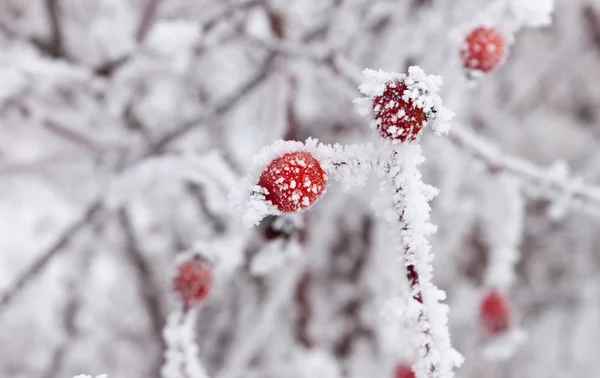 Frostiga nypon på nära håll — Stockfoto