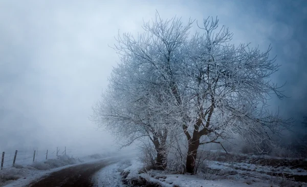 霧の街路樹 — ストック写真