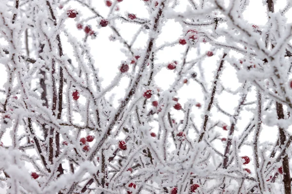 Frosty rozebottels bush — Stockfoto