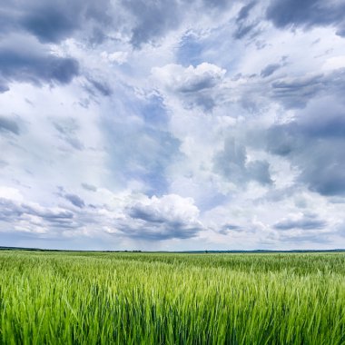 bulutlu gökyüzü ile tahıl alan
