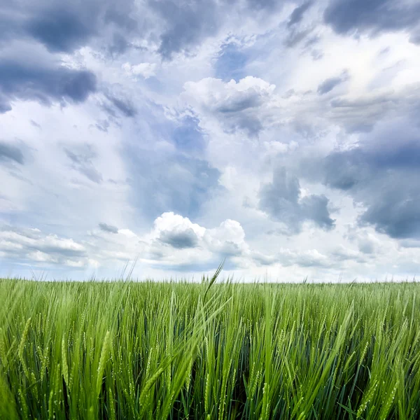Αγρό με βιολογικά σιτηρά με συννεφιασμένο ουρανό από κοντά — Φωτογραφία Αρχείου
