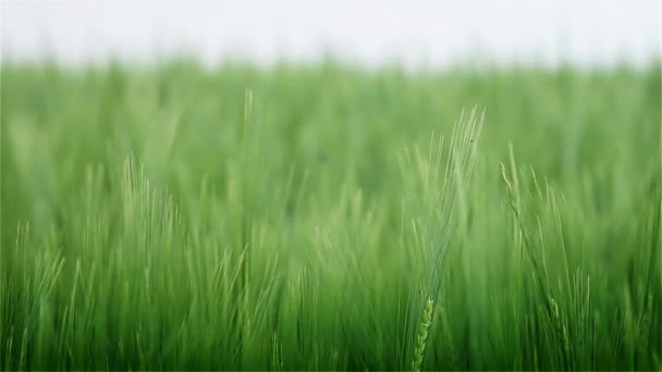 Campo de grano de cerca — Vídeo de stock