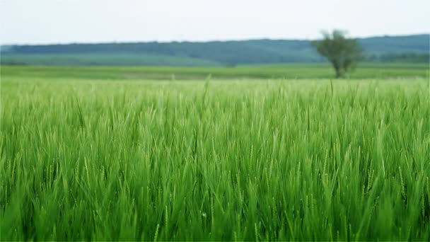 Champ de céréales avec arbre solitaire — Video