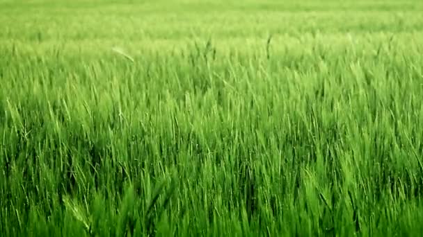 Campo de grano en una tarde ventosa — Vídeo de stock