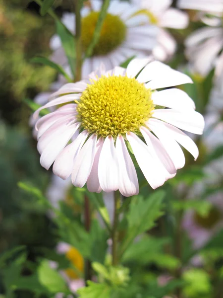 Daisy close — Stock Photo, Image