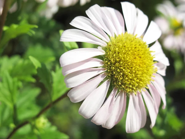 Daisy close — Stock Photo, Image