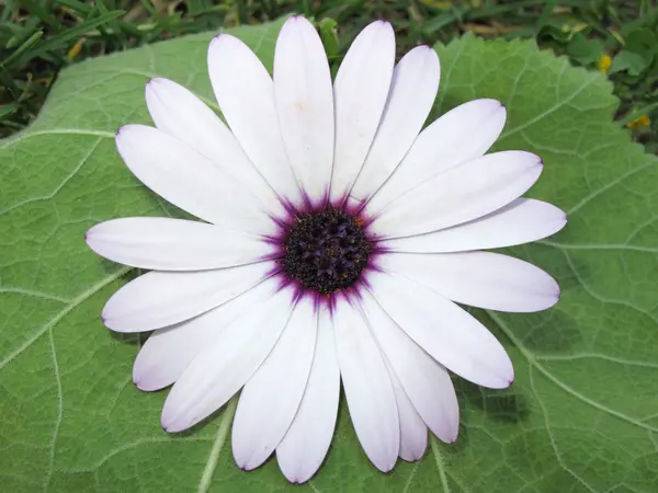 Macro marguerite — Photo