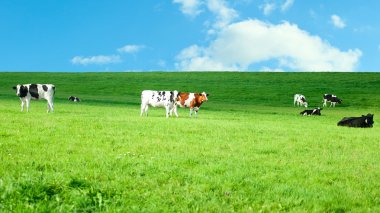 Holstein inek yemyeşil arazide