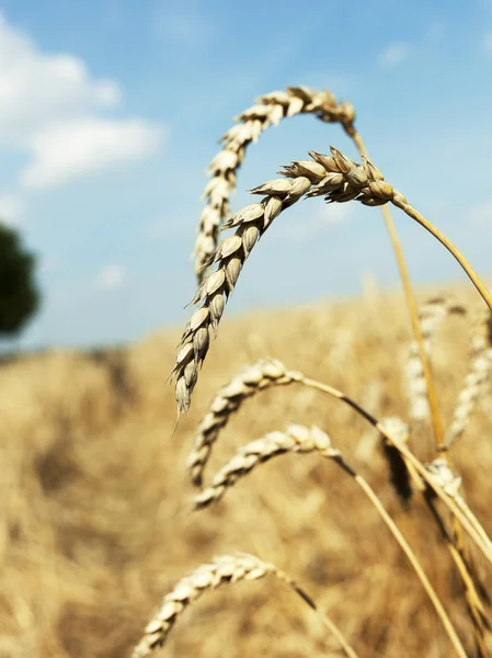Nahaufnahme reifer Weizen — Stockfoto