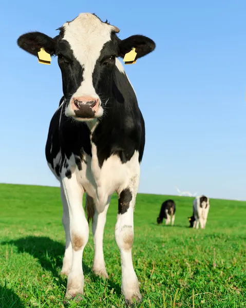 Inquisitive Holstein Frisian cow — Stock Image Inquisitive Holstein Frisian cow Stock Photo