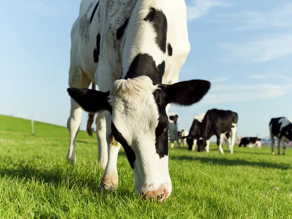 Grazing holstein cow — Stock Photo, Image