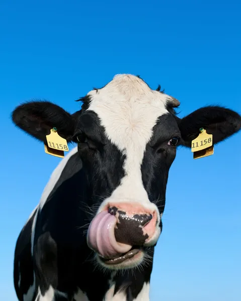 Curious Holstein cow — Stock Image Curious Holstein cow Royalty Free Stock Images