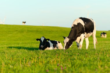 Holstein cows grazing clipart