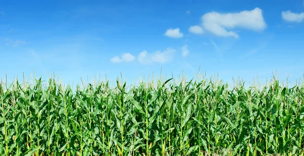 Kukuřičné pole panorama proti modré obloze — Stock fotografie