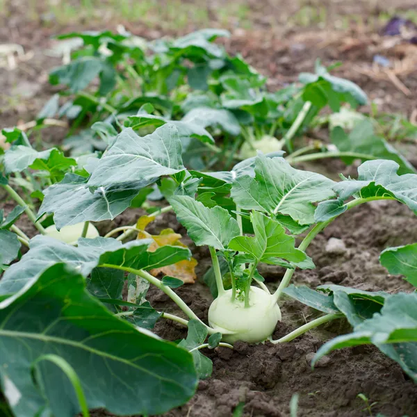 Groeiende koolrabi planten — Stockfoto